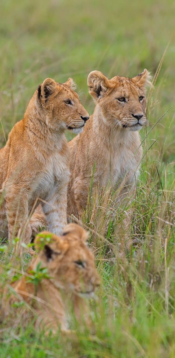 young-lions-masai-mara